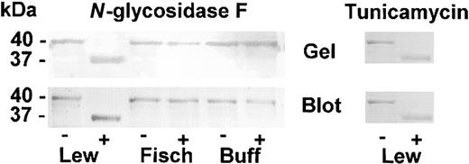 Figure 8. CHO-expressed cells. Left panel: N-glycosidase F cleavage of CHO-expressed HK4-6. Purified CHO-expressed (His)6-tagged Lewis (Lew), Fischer (Fisch), and Buffalo (Buff) were subjected to cleavage by N-glycosidase F as described in “Materials and methods.” The samples were subjected to LDS-PAGE electrophoresis and stained for protein (top, “Gel”) or subjected to the Western blot technique and tested for the presence of (His)6-tagged protein (bottom, “Blot”). Incubated in the absence of N-glycosidase F (–), in the presence of N-glycosidase F (+). The size of the protein bands (40 kDa and 37 kDa) are determined by computer analysis comparing with migration of the known standards. Right panel: tunicamycin inhibition of N-glycosylation of CHO cell–expressed (His)6-tagged Lewis rat HK. Purified CHO-expressed (His)6-tagged Lewis HK4-6 cultured in the absence (–) or presence (+) of tunicamycin were subjected to LDS-PAGE (Gel) and Western blotted (Blot) and detected for the presence of (His)6-tag as described in “Materials and methods.”
