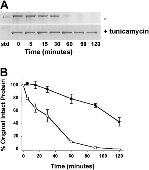 Figure 9. The rate of kallikrein cleavage of CHO cell–expressed Lewis HK light chain cultured in the absence and presence of tunicamycin. Purified CHO-expressed (His)6-tagged Lewis HK4-6 cultured in the absence (–) or presence (+)of tunicamycin were subjected to time-dependent cleavage by kallikrein. (A) Protein-stained gels indicate a more rapid disappearance of a 40-kDa band of the recombinant (His)6–HK4-6 in the absence of tunicamycin and a less rapid disappearance of a 37-kDa (His)6–HK4-6 band as it is cleaved by kallikrein. std indicates the position of the 39-kDa gel standard. (B) Quantitative densitometric analysis of the Lewis (His)6–HK4-6. The rate of cleavage as a function of time was analyzed. Cultured in the absence of tunicamycin (○), and in the presence of tunicamycin (•). Mean ± SEM, n = 3. The Lewis recombinant (His)6-tagged HK cleavage with the additional N-linked carbohydrate was significantly faster than that observed in its absence. Quantification of the data of 3 separate experiments of each recombinant (bottom) indicated significant slowing to a normal rate of cleavage (as observed for the Fischer and Buffalo rat products, Figure 7). This experiment indicates that the presence of the N-linked carbohydrate at amino acid 511 alters the susceptibility of the recombinant protein to kallikrein cleavage. It is not consistent with the hypothesis that the amino acid change alone or the missing O-linked carbohydrate in the light chain is the cause of the observed phenomena.