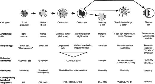 Figure 6. Molecular characteristics of interfollicular large B cells and other B cells.