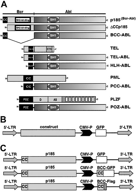 Figure 1. Modular organization of BCR-ABL constructs. (A) The following cDNAs were used in the study: wild-type p185(BCR-ABL); a deletion-mutant of the N-terminal coiled coil oligomerization domain (ΔCCp185); a fusion of the N-terminal coiled coil domain (CC) of BCR (aa 1-63) to the ABL portion (#ABL) of BCR-ABL (BCC-ABL); a fusion of the helix-loop-helix (HLH) dimerization domain of TEL (aa 52-124) to #ABL (HLH-ABL); a fusion of the coiled coil domain oligomerization domain of PMLII (aa 221-383) to #ABL (PCC-ABL); and a fusion of the PLZF-POZ oligomerization domain (aa 1-125) to #ABL. Schematical representations of wild-type TEL; TEL-ABL; PML and PLZF are also added to this figure. (B) The provirus used for transduction of the cell line. The transgenes are driven by the 5′-LTR (long-term repeat), whereas the GFP-reporter gene is under the control of the CMV promoter (CMV-P). (C) Provirus for the coexpression of p185(BCR-ABL) and the isolated BCR coiled coil (aa 1-63) fused to either GFP (BCC-GFP) or to a Flag-tag (BCC-Flag).