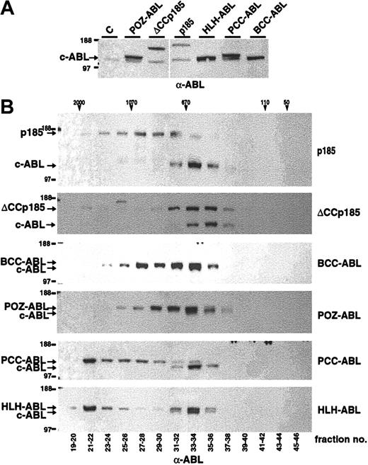 Figure 2. Formation of high molecular weight complexes by BCR-ABL mutants. (A) Expression in Cos-1 cells was controlled by Western blot analysis using an α-ABL antibody. (B) Cos-1 cell lysates were fractionated by size-exclusion HPLC. The fractions indicated on the bottom were analyzed by Western blot using an α-ABL antibody. Molecular weights (MWs) corresponding to HPLC fractions are given on the top. Expression of the endogenous ABL and the transgenes is indicated by arrows.