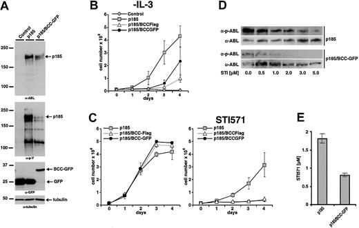 Figure 7. Inhibitory effects of BCC peptides on the growth of p185(BCR-ABL)-expressing Ba/F3 cells in the presence and absence of STI571. (A) Coexpression of p185(BCR-ABL) and GFP or p185(BCR-ABL) and BCC-GFP in Ba/F3 cells. Expression levels and phosphorylation state were assessed by Western blot analysis using the indicated antibodies. Tubulin was used as a loading control. (For schematic representation of the proviruses used in this experiment see Figure 1.) (B) Factor-independent growth of Ba/F3 cells expressing the indicated transgenes. (C) Effect of 1 μM STI571 on IL-3–independent growth of Ba/F3 cells expressing p185(BCR-ABL) and GFP or BCC-GFP or BCC-FLAG. (Left) Without STI571. (Right) With STI571. (D) Autophosphorylation of p185(BCR-ABL) in the presence and absence of BCC-GFP. Effect of increasing concentrations of STI571 on BCR-ABL autophosphorylation detected by the relationship between the amount of ABL and phosphorylated ABL detected by α-ABL and α-pABL, respectively. (E) IC50 for STI571 of Ba/F3 cell expressing p185(BCR-ABL) in the absence or presence of BCC-GFP. Data presented in panels B, C, and E are the mean of 3 independent experiments ± SD.