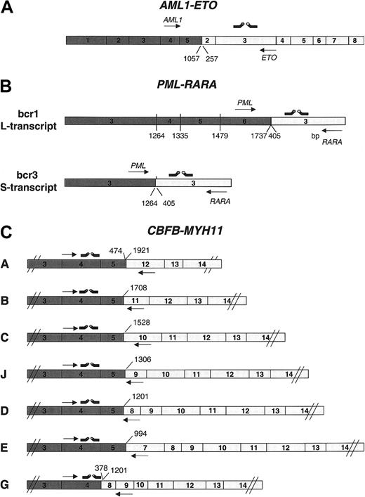 Figure 1. Primer and probe designs. Schematic presentation of primer and hybridization probe design for quantification of (A) AML1-ETO, (B) PML-RARA, and (C) CBFB-MYH11 fusion transcript types. Arrows to the right are forward primers; arrows to the left are reverse primers.