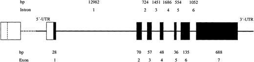 Figure 1. Schematic representation of the genomic organization of the ABO gene. The exons (▪) and regulatory regions (□) are drawn to scale, as are the intervening introns, although the scale of the latter is 10 times smaller. The calculated numbers of nucleotides (nts) in the exons and introns are shown. The upstream regulatory region, which includes a CBF/NF-Y binding motif, is located around nt –3800 and, depending on the ABO haplotype, 215 or 344 base pairs (bp) in size; the regulatory region in the 5′ untranslated region (UTR) is located from nt –118 to –1.