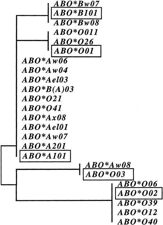 Figure 2. Phylogenetic analysis of intron 5 of the ABO gene. The phylogenetic analysis has been done using Treecon version 1.3b.18,19 The unrooted tree has been used in order to describe the relative genetic distance between the sequences. The length of the branches represents the extent of nucleotide differences between the lineages. The topology of the tree suggests 5 main lineages for nucleotide sequence diversity in intron 5: ABO*A, ABO*B, ABO*O01, ABO*O02, and ABO*O03. The major ABO alleles are indicated by rectangles.