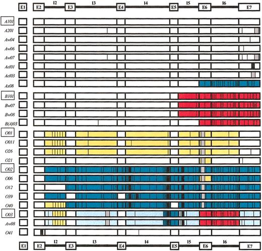 Figure 3. Overview of ABO gene sequence variations observed in this study. ABO*A101 was used as the reference sequence. Point mutations, deletions, and insertions are indicated using different bars. The major ABO alleles are represented by rectangles. Parts of the ABO gene showing identical or closely related sequence motifs are highlighted using the following colors: red, ABO*B; yellow, ABO*O01; teal, ABO*O02; and light blue, ABO*O03. This figure is schematic and the boundaries of the colored areas do not indicate the exact locations of a possible recombination event. indicates deletion; ▪, insertion; |, point mutation.