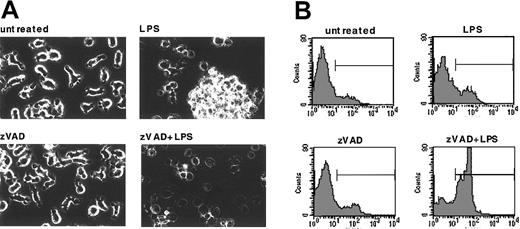 Figure 2. Caspaselike activation is required for DC survival. (A) DCs were left untreated, pretreated with zVAD (1 hour, 40 μM), exposed to LPS (100 ng/mL), or pretreated with zVAD and exposed to LPS. After 16 hours cells were visualized by microscopy (Olympus IX50; Olympus Optical, Tokyo, Japan). Original magnification, × 40. Six independent experiments gave similar results. (B) DCs were left untreated, treated with zVAD (40 μM), exposed to LPS (100 ng/mL), or pretreated with zVAD and exposed to LPS. After 16 hours the cells were analyzed for propidium iodide (PI) uptake by flow cytometry. Five independent experiments gave similar results. Horizontal bars indicate necrotic cells.