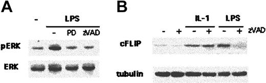 Figure 6. Caspaselike activation is required for the generation of LPS-induced survival signals. (A) DCs were left untreated, stimulated with LPS (100 ng/mL), pretreated for 1 hour with PD98059 (30 μM) and stimulated with LPS, or pretreated for 1 hour with zVAD (40 μM) and stimulated with LPS. Thirty minutes after LPS stimulation, cell lysates were analyzed by Western blotting with a specific anti–P-ERK antibody. Anti-ERK antibody was used to control loading. Three independent experiments gave similar results. (B) DCs were left untreated or stimulated with IL1 (100 ng/mL) or LPS, with or without zVAD pretreatment. After 2 hours, cell lysates were analyzed by Western blotting with an anti-FLIP antibody. Antitubulin antibody was used to control loading. Five independent experiments gave similar results.