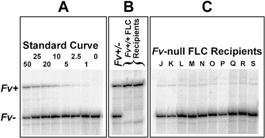 Figure 1. PCR quantitation of transplant engraftment. Competitive PCR amplification of Fv-wild-type (Fv+) and null (Fv–) alleles was performed as described in “Materials and methods.” The Fv+ gene product is 630 bp, and the Fv– product is 470 bp. Numbers for the standard curve (A) are the molar percentage of Fv+ template. (B) Approximately equal amounts of Fv+ and Fv– product are seen in a heterozygote (Fv+/–) DNA sample, as expected, with no Fv– allele detected in recipients of Fv-wild-type (Fv+/+) FLCs. (C) Only a faint signal from residual host Fv+ cells (1.1%-5.7%) is evident in each of the 10 Fv-null FLC recipients (J-S).