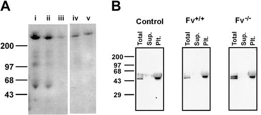 Figure 3. Western blot analysis of plasma and platelet FV and platelet fibrinogen. (A) Samples prepared from pooled C57BL/6 mice are shown as follows, with concentrations reported as a percentage relative to undiluted plasma: (i) 20% solution of platelet-rich plasma; (ii) 20% platelet-poor plasma (PPP); (iii) 10% PPP; (iv) 100% platelets, centrifuged from PRP; (v) 100% platelets, gel-filtered. Single-chain FV (∼300 kDa) is seen near the top of the gel. Fainter bands below represent nonspecific signals that are also present on Western blots of plasma from mice genetically deficient for FV (not shown). (B) Western blots of the peak platelet fraction prepared from an unirradiated normal C57BL/6 mouse (control), an Fv–wild-type FLC (Fv+/+), and an Fv-null FLC (Fv–/–) recipient are shown. For each panel, equal volumes of the total platelet peak fraction, supernatant component (Sup.), and pellet/platelet component (Plt.) were separated on an SDS polyacrylamide gel (see “Materials and methods”).