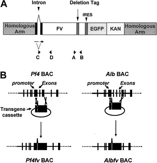 Figure 1. The construction of AlbFv or Pf4Fv BACs. (A) The transgene cassette used for homologous recombination into the Alb or Pf4 BACs. The locations of PCR and RT-PCR primers A to D are illustrated by arrows. The cassette contains the murine Fv cDNA with a chimeric 5′ intron and a 3′ UTR deletion tag, followed by an internal ribosome entry site sequence (IRES) preceding the enhanced green fluorescent protein (EGFP) coding sequence and a bacterial kanamycin resistant gene (KAN). (B) Homologous recombination between the flanking sequences of the constructs and corresponding BACs. Exons 1-12 of the murine Alb gene and exons 1-3 of murine Pf4 gene were replaced with an FV cDNA minigene.