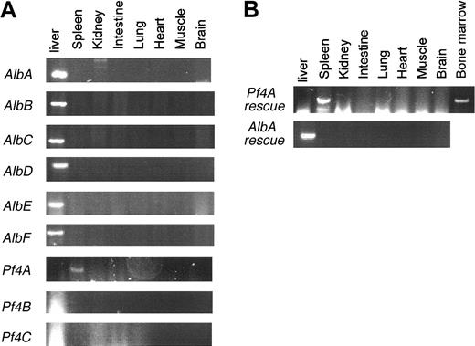 Figure 2. Expression patterns of Fv transgenes. (A) RT-PCR for Fv transgene expression was performed on tissue samples from 3 Pf4 Fv (Pf4A-C) and 6 Alb Fv (AlbA-F) transgenic mice. (B) RT-PCR for Fv transgene expression was performed on tissue samples from AlbA and Pf4A transgenic rescued FV-null mice (Tg+Fv–/–).