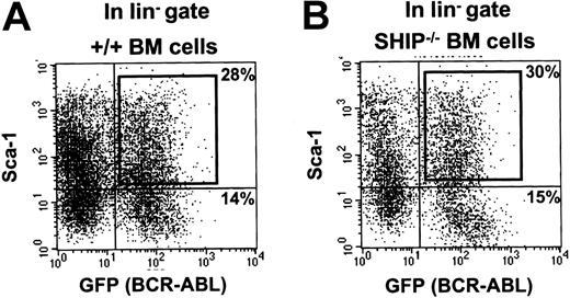 Figure 1. FACS profiles of BCR-ABL–transduced +/+ and SHIP–/– BM cells. Dot plots showing gates used to isolate the Sca-1+ subset of GFP+ cells from the lin– cells after exposure of +/+ (A) and SHIP–/– (B) BM cells to the BCR-ABL-GFP virus.