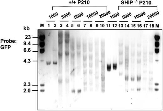 Figure 2. Southern blot analysis showing clonal repopulation of mice receiving transplants with limiting numbers of Sca1+lin– BCR-ABL–transduced (GFP+)+/+ and SHIP–/– cells. Genomic DNA was digested with EcoR1 and probed for GFP. EcoR1 cleaves once within the retroviral sequence; therefore, each fragment represents a unique site of retroviral integration. Lanes 1-10 and 11-18 show the results for DNA isolated from the spleen or liver of sick mice injected with 103 to 2 × 104 Sca-1+lin–GFP+ BCR-ABL–transduced cells from +/+ cells and SHIP–/– mice, respectively. Molecular size markers are also indicated. M indicates marker.