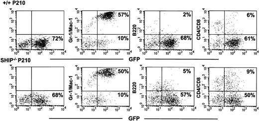 Figure 4. Multiple lineages of GFP+ cells in clonally repopulated leukemic mice. Shown are a series of FACS analyses of BM cells from representative sick mice injected with 103 Sca-1+lin–GFP+ BCR-ABL+ +/+ cells (top row) and SHIP–/– cells (bottom row). The presence of GFP+ cells in the compartments of Gr-1/Mac-1+, B220+, and CD4/CD8+ cells can be seen in recipients of both genotypes of BCR-ABL–transduced cells.