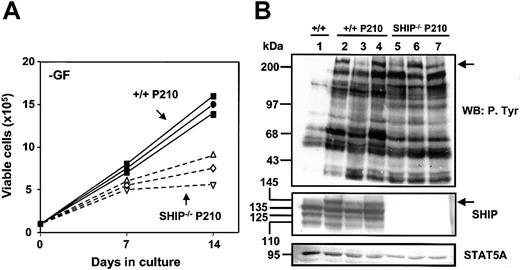 Figure 7. Reduced growth factor independence of BCR-ABL–transduced SHIP–/– cells and up-regulated expression of the full-length 145-kDa SHIP in BCR-ABL–transduced +/+ cells. (A) Autonomous growth of 3 expanded clones (nos. 1, 3, and 4) of BCR-ABL–transduced +/+ BM cells (solid symbols) and 3 expanded clones (nos. 2-4) of transduced SHIP–/– BM cells (open symbols) in the absence of exogenous growth factors. Viable cell numbers were determined by hematocytometer counts of trypan blue–excluding cells. Results are expressed as the mean ± SEM of data from 3 independent experiments. (B) Western blot analyses of cell lysates from control (MIG-transduced) cells (lane 1); 3 clones of BCR-ABL– transduced +/+ cells (lanes 2-4, clones 1-3); and 3 clones of BCR-ABL–transduced SHIP–/– cells (lanes 5-7, clones 1-3). Lysates of equal numbers of cells were separated on 8% polyacrylamide gradient gels. The filter was first probed with antiphosphotyrosine (4G10) (top panel), then stripped, and reprobed with anti-SHIP antibodies against the SH2 domain and c-terminal region of SHIP and anti-STAT5 (STAT5A) (middle and bottom panels). The positions of prestained molecular weight markers are indicated on the left side of each blot.