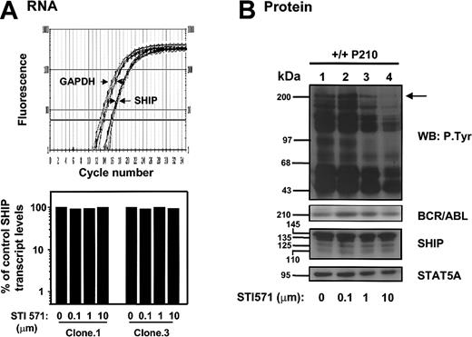 Figure 8. STI571 does not reduce expression of SHIP RNA or protein in expanded clones of BCR-ABL–transduced +/+ cells. (A) Top panel shows real-time RT-PCR SYBR Green1 fluorescence versus cycle number of murine SHIP and GAPDH cDNAs prepared from RNAisolated from BCR-ABL–transduced +/+ cells cultured with 0 to 10 μm STI571 for 16 hours. Bottom panel shows the calculated levels of SHIP transcripts (after normalization to GAPDH transcript levels in the same extracts) in each treated clone expressed as a percentage of the SHIP transcript levels in the untreated control. The levels of SHIP transcripts relative to GAPDH in each sample were calculated using the formula described.26 (B) Western analysis of cells from a BCR-ABL–transduced +/+ clone (no. 1) cultured with varying concentrations of STI571 as described in panelA. Antibodies were the same as in panel B of Figure 7.
