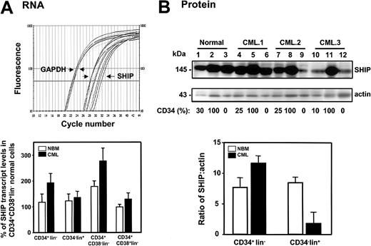 Figure 9. SHIP protein expression is up-regulated in CD34+ CML cells. (A) The top panel shows an example of real-time RT-PCR SYBR Green1 fluorescence versus cycle number of human SHIP and GAPDH cDNAs prepared from the RNA isolated from FACS-sorted CD34+lin–, CD34–lin+, CD34+CD38–lin–, and CD34+CD38+lin– normal BM (n = 4) and CML (n = 8) cells. Bottom panel shows the levels of human SHIP transcripts relative to GAPDH in each population expressed as a percentage of the levels of SHIP transcripts detected in the CD34+CD38+lin– subset of normal BM cells. The level of SHIP transcripts in each individual sample was calculated using the formula described.26 (B) The top panel shows a Western blot analysis of cell lysates prepared from one normal BM sample (lanes 1-3) and 3 CML samples (lanes 4-12). The lysates from equal numbers of cells were separated on 8% polyacrylamide gradient gels. The filter was first probed with a human anti-SHIP antibody (P1C1) (upper blot), then stripped and reprobed with an antiactin antibody (lower blot). The percentage of CD34+ cells in each population is indicated below each lane. In the lower part of panel B, the measured levels of human SHIP protein relative to actin are shown.