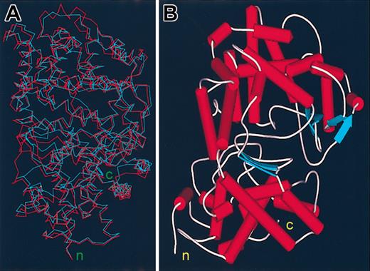 Figure 1. Models of the ectodomain of the Kell blood group protein. (A) Superimposed backbone models of NEP in blue and Kell in red. (B) Ribbon plot model of the ectodomain of the Kell blood group protein. The amino terminus (n) and the carboxy terminus (c) of the ectodomain are shown.