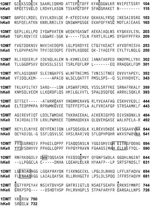 Figure 2. CLUSTAL X alignment of the ectodomains of NEP and Kell. The amino acid sequences and the numbering are from GenBank: Kell accession number M64934 and NEP J03779. The ectodomain sequence of NEP was from the pdb structure, 1DMT. Signature sequences, present in mammalian M13 zinc endopeptidases, and the Ww motif, present in most M13 peptidases listed in the MEROPS database39 but absent in Kell, are boxed. The 10 conserved cysteine residues present in the M13 family are shaded. The 8 cysteines located in the domain closest to the membrane, which contains the active site, are marked by dots.