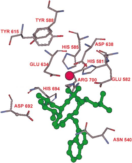 Figure 4. The Kell active site. The amino acids in the 581H582EXXH585 and 634ENxAD638 signature sequences and their spatial relation to zinc (pink ball) and phosphoramidon (green) are shown. Also shown are the amino acids that were mutated. The enzyme activities of the mutants are given in Figure 3.