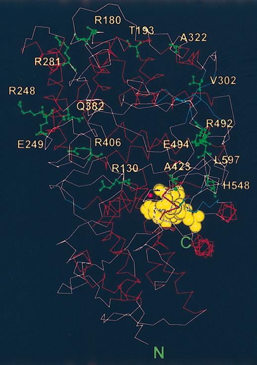 Figure 5. Locations of the amino acids whose substitutions led to different Kell polymorphisms. The amino acids whose mutations led to different Kell phenotypes are labeled (green) and are shown on a backbone structure of a model of the Kell ectodomain. The active and substrate binding sites are marked by the locations of zinc (pink ball) and of the inhibitor, phosphoramidon (yellow).