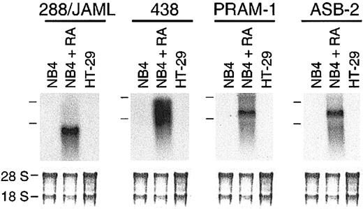 Figure 1. Identification of 4 novel genes induced in RA-treated NB4 cells. (A) Autoradiogram of 288/JAML, 438, 809, and 813 mRNA expression in NB4 cells either untreated or treated for 24 hours with 5 × 10-7 M 9-cis RA, and in HT-29 cells as a nonhematopoietic negative control. Positions of the 28S and 18S rRNAs are indicated on the left side. The lower part is methylene blue–stained 28S and 18S rRNAs on membranes after transfer as assessment of RNA quantities in each lane (5 μg total RNA).