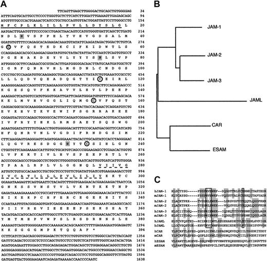 Figure 3. JAML is related to JAM proteins. (A) cDNA and deduced amino acid sequences of the human JAML. Nucleotide residues are numbered in the 5′ to 3′ orientation, and amino acids in the reading frame are designated by the one-letter code. Asterisk indicates the stop codon. The putative hydrophobic signal peptide (underlined) and transmembrane sequences (dotted underline) are marked. Potential N-linked glycosylation sites are shaded. Cysteines likely to form disulfide bonds in the 2 Ig domains are circled. (B) Dendogram of various IgSF family members containing 2 Ig domains (JAM-1, JAM-2, JAM-3, JAML, Coxsackie and adenovirus receptor (CAR), and endothelial cell-selective adhesion molecule (ESAM)). (C) Alignment of the amino-terminal region of the membrane distal Ig domains of these proteins and their mouse (JAM-1, JAM-2, JAM-3, CAR, ESAM) or bos taurus (JAML) homologs. Shaded regions represent residues identical between at least 4 proteins. The dimerization motif is boxed.