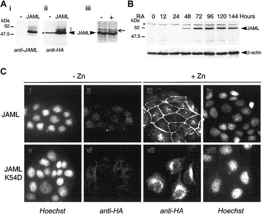 Figure 4. JAML is a transmembrane protein induced upon ATRA-treatment in NB4 cells. (A) COS-7 cells were mock-transfected (-) or transfected with the p513-JAML-HA vector (JAML). Cell lysates were separated by SDS-PAGE and subjected to immunoblotting with anti-JAML (i) or anti-HA (ii) antibodies. The arrowhead indicates the major specific band. Brackets indicate minor specific bands likely corresponding to glycosylated JAML protein. (iii) JAML protein was in vitro–translated in the absence (–) or presence (+) of canine microsomal membranes. Arrow indicates a glycosylated JAML protein. (B) JAML protein expression during ATRA-induced differentiation of NB4 cells. NB4 cells were treated with 5 × 10-7 M ATRA for different times. Protein lysates corresponding to 105 cells were analyzed by Western blot, using anti-JAML or anti–β-actin polyclonal antibodies. In panels A and B, asterisks indicate nonspecific bands. (C) Cellular localization of JAML. MDCK cells stably transfected with the pMT-JAML-HA or pMT-JAMLK54D-HA were either untreated (-Zn) or treated (+Zn) with 125 μM ZnSO4 for 40 hours. Cells were treated with anti-HA monoclonal antibody and stained with Cy3-conjugated goat anti-mouse antibody (ii,iii,vi, vii). In panels i, iv, v, and viii, the same cells as in panels ii, iii, vi, and vii, respectively, were counterstained with Hoechst 33258 reagent.