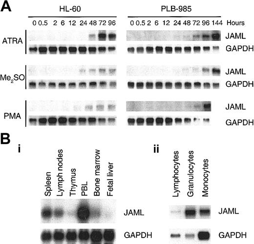 Figure 5. JAML mRNA is up-regulated during induced differentiation of myeloid leukemia cells and is expressed in normal hematopoietic tissues. (A) Up-regulation of JAML mRNA during induced differentiation of myeloid leukemia cells. Autoradiograms of JAML mRNA expression before and after treatment of HL-60 and PLB-985 cells with different inducers of differentiation. Northern blots were performed using 5 μg total RNA. Hybridization with a GAPDH probe controlled for RNA quantities in each lane. (B) Autoradiograms of JAML mRNA expression in immune tissues (i) and peripheral blood cells (ii). Northern blots were either obtained from Clontech (i) or were performed using 5 μg total RNA from granulocytes, monocytes, and lymphocytes (ii). In panels A and B, GAPDH was used as a probe for assessment of RNA quantities in each lane. . / U937/MT, U937/MT-JAML-HA, and U937/MT-JAMLK54D-HA cells stably transfected with the pMT, the pMT-JAML-HA, or pMT-JAMLK54D-HA respectively were untreated (-Zn) or treated (+Zn) with ZnSO4 for 18 hours prior to fluorescent labeling and subjected to a cell adhesion assay using human bone marrow endothelial cells either untreated (HBMECs) or treated (HBMECs + TNFα) as a target layer. Results are expressed in each condition as the amount of released fluorescence from adherent cells, normalized to unity for the corresponding -Zn/-TNFα condition. The adhesion level of U937/MT-JAML-HA cells onto untreated or TNFα-pretreated HBMECs, in the absence of Zn treatment (-Zn), was measured as 2.3% and 15.5% respectively, of the total number of incubated cells. Values shown are ± SD.