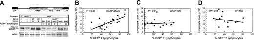 Figure 4. WASP expression and lymphocyte counts following transplantation of WASP— stem cells transduced with the MWG vector. (A) Western blot analysis was performed on extracts of peripheral blood leukocytes from WT and WASP— mice (left 2 lanes), 2 mice that received transplants of WT cells cocultured with 3T3 (M = mock) rather than vector producer cells, 2 animals that received transplants of WASP— cells transduced with the control vector (MG), and 3 animals that received transplants of WASP— cells transduced with the WASP expression vector (MWG) shown. The same extracts run on a parallel gel were analyzed for actin levels as a control for loading comparability among the lanes. The percentage of GFP+ lymphocytes are given for the animals that received transplants of transduced bone marrow cells. The FACS analysis was performed and extracts were prepared 20 weeks after transplantation. (B) Total lymphocyte counts plotted as a function of the percentage of GFP+ T lymphocytes for individual mice. Data are pooled from 4 separate experiments. Animals in the experimental cohort and the 2 control cohorts that did not have more than 1% of GFP+ cells in at least one lineage were excluded from the analysis. Blood was obtained for flow cytometric analysis and complete blood count at 14 to 24 weeks after transplantation. (C-D) Corresponding data from the control cohorts of mice. Best-fit linear regression curves are shown.