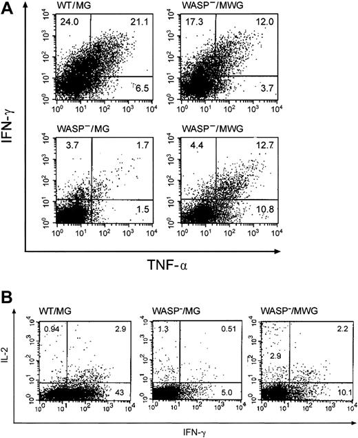 Figure 7. Cytokine secretion by splenic T cells from gene-corrected WASP— mice in response to T-cell–receptor stimulation. Splenic T cells from the same animals used in Figure 6B were stimulated with anti-CD3 antibody (500 ng/well) in the presence of Brefeldin A and then analyzed by flow cytometry for IFN-γ and TNF-α accumulation as described in “Materials and methods.” MG is the control vector encoding GFP only and MWG is the bicistronic vector encoding WASP and GFP. (A) The percentage of cells per quadrant is shown. Top right: mouse no. 5 (Figure 6B); bottom right: mouse no. 6 (Figure 6B). (B) Representative studies of IL-2 and IFN-γ expression in the same T-cell preparations. The WASP—/MWG preparation is from mouse no. 6 (Figure 6B).