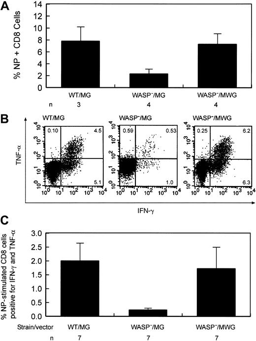 Figure 9. Improvement of the defect in influenza virus immunity by stem cell targeted gene transfer. (A) Percentage of splenic CD8+ T cells positive for influenza NP antigen–specific receptors following secondary influenza challenge. Eight to 9 weeks following primary inoculation,10 gene-corrected and several control animals received a secondary challenge with influenza. Eight to 9 days later, splenic T cells were harvested. WT indicates wild type; WASP—, hemizygous deficient male animal; MG, control GFP encoding vector; MWG, bicistronic vector encoding WASP and GFP; and n, number of animals in each group. The difference in the percentage of NP-specific cells between the WASP—/MG and WASP—/MWG groups is statistically significant (P < .02). (B) Cytokine production by gene-corrected and control splenic T lymphocytes after stimulation with influenza-specific NP peptide following secondary influenza challenge. Splenic CD8+ cells were cultured in the presence of Brefeldin A and NP peptide and then analyzed by flow cytometry as described in “Materials and methods.” IFN-γ and TNF-α production by stimulated CD8+ splenic T cells from a gene-corrected animal killed 9 days after secondary influenza challenge were measured as described in “Materials and methods.” (C) Summary of cytokine secretion by splenic T cells of gene-corrected and control animals. Abbreviations are as defined in the legend to Figure 6. n indicates the number of animals included in each group. The difference in the percentage of double-positive cells between the WASP—/MG and WASP—/MWG groups is statistically significant (P < .03).