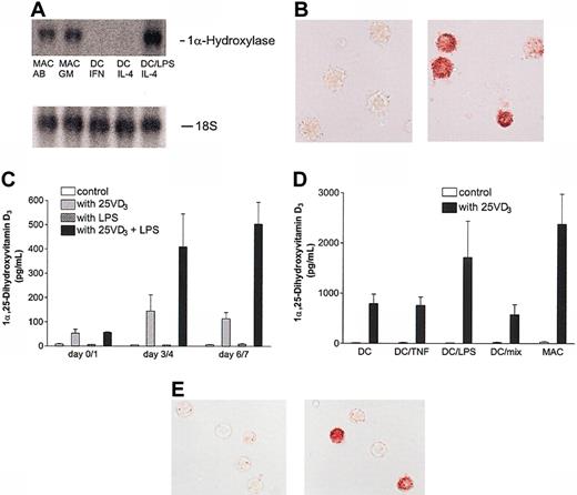Figure 1. Expression of 25(OH)D3-1α-hydroxylase and production of 1,25(OH)2D3 by different types of immature and mature DCs. (A) RNA of monocyte-derived DCs (GM/IL-4, GM/IFNα) and MACs (AB, GM) cultured for 5 days was used for Northern blot analysis. Terminal differentiation of DCs was induced by LPS (DC/LPS). The expression of 25(OH)D3-1α-hydroxylase protein in DCs matured by stimulation with LPS (DC/LPS) was determined by immunohistochemistry. As negative control, staining without the primary antibody is shown (B, left panel). (C) 1,25(OH)2D3 synthesis was measured by ELISA. Freshly isolated monocytes or monocytes differentiated along the DC pathway for 3 or 6 days were harvested and cultured for another 24 hours under serum-free conditions with 25(OH)D3 in the absence or presence of 100 ng/mL LPS. The values represent mean ± SEM of at least 3 experiments. (D) The maturation of DCs was induced on day 4 of culture for 72 hours with tumor necrosis factor (DC/TNF-α) or LPS (DC/LPS) or a mixture containing TNF-α, IL-1β, IL-6, and prostaglandin E2 (DC/mix). The values represent mean ± SEM of 4 experiments. (E) Blood DCs were isolated from mononuclear cells,15 and the expression of 25(OH)D3-1α-hydroxylase was investigated by immunohistochemistry. Original magnification of panels B and E, × 400. In B and E, left panels show negative control (without primary antibody) and right panels show the positive sample (with primary antibody).