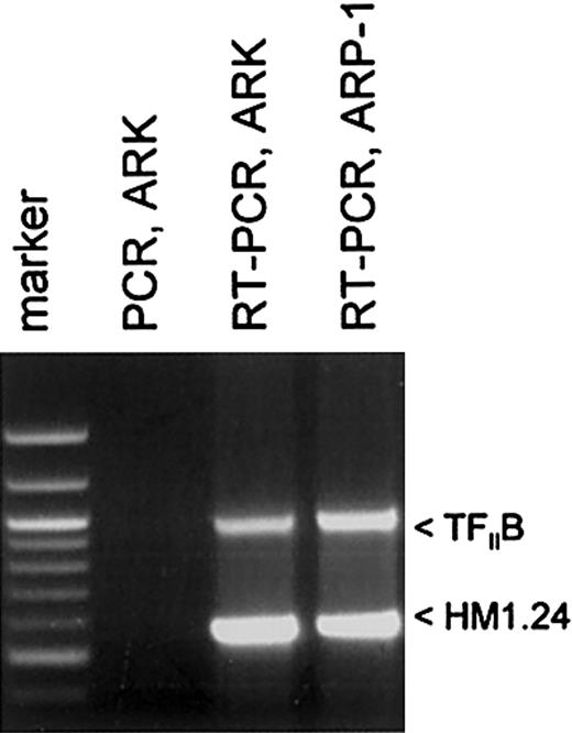 Figure 1. Analysis and generation of HM1.24 cDNA in myeloma cell lines. RT-PCR was performed on polyA-selected RNA to generate HM1.24 cDNA, as described in “Materials and methods.” Note that ARK-B and ARP-1 cell lines expressed HM1.24, as indicated by the appropriately sized band. All the MM cell lines and MM primary cells used in this study were found to express HM1.24 by RT-PCR (data not shown).