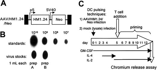 Figure 2. AAV/HM1.24/Neo vector, producer cell lines, and experimental scheme. (A) A structural map of the AAV/HM1.24/Neo virus (also known as dl6-95/HM1.24p5/NeoSV40) shows the names of the components at the top. TR (black boxes) refers to the AAV terminal repeats. P5 (bent arrow) refers to the AAV p5 promoter. SV40 (bent arrow) refers to the SV40 early enhancer/promoter. Boxes labeled HM1.24 and Neo represent the indicated open-reading frames. (B) Titer analysis of the AAV/HM1.24/Neo stock used in these experiments. (C) Depiction of the experimental protocol.