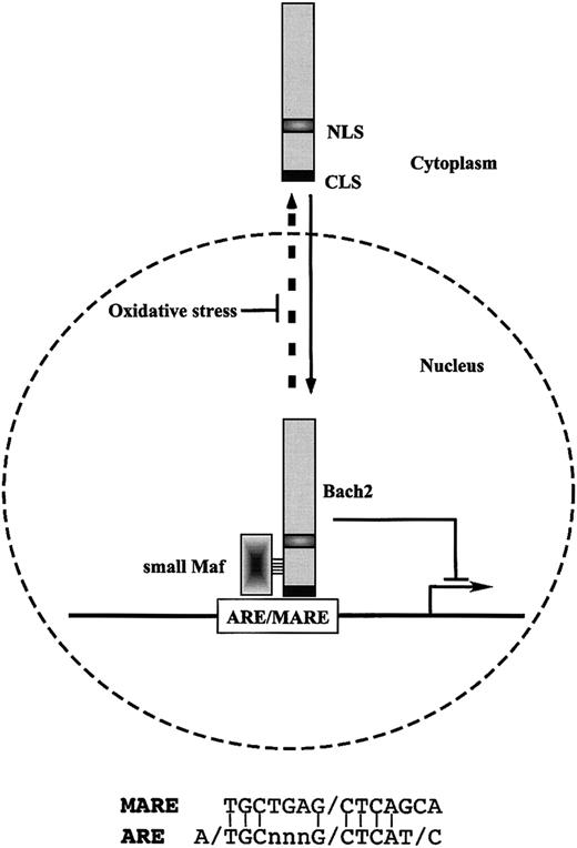 Figure 1. Schematic model of the regulation of inducible expression of the cellular antioxidative stress genes through Bach2 transcription factor. Bach2 possesses one nuclear localization signal (NLS) and one cytoplasmic localization signal (CLS). Bach2 is mainly localized in cytoplasm through its C-terminal evolutionarily conserved CLS. Oxidative stress induces the nuclear accumulation of Bach2 by inhibiting the CLS activity. Bach2 is a bZip protein that forms heterodimers with small Maf proteins. The heterodimers bind to MARE, which are most closely related to the antioxidant response elements (ARE) and repress transcription through ARE/MARE.