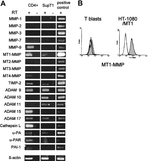 Figure 2. mRNA and cell surface expression of proteases and endogenous protease inhibitors in CD4+ T cells and SupT1 cells. (A) Total RNA from CD4+ T cells stimulated with ConA for 3 days and SupT1 lymphoma cells was subjected to RT-PCR (30 cycles). Fragment lengths conformed to the expected size. No mRNA was detected for MMP-8, -13, cathepsin B and K in either cell type (not shown). Positive controls were performed from HT-1080/MT1 or HT-1080/neo cells (MMP-7 and -9). RT indicates reverse transcriptase reaction. (B) Flow cytometry of MT1-MMP surface expression (gray histogram) in ConA-T blasts and positive control cells (HT-1080/MT1) as compared with isotype control (white histogram).