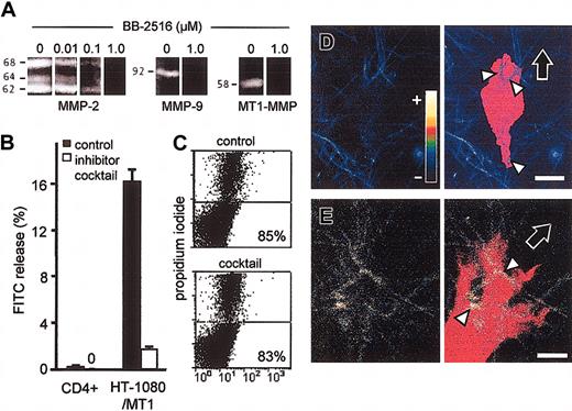 Figure 3. Lack of in situ collagen degradation by T blasts. (A) Dose-dependent inhibition of MMP-2, MMP-9, and recombinant MT1-MMP activity by BB-2615 (marimastat) in gelatin zymography. (B) Lack of FITC release from FITC-labeled collagen matrices by T cells, but not by HT-1080/MT1 cells (positive control). ConA-stimulated CD4+ T cells or HT-1080/MT1 cells were cultured in 3D collagen lattices containing 2% FITC-collagen in the absence or presence of protease inhibitor cocktail for 40 hours. Data show the means + SDs for 3 independent experiments. (C) The percentage of viable CD4+ cells remained unaffected after 40 hours of culture in collagen. (D) CD4+ T cell and (E) HT-1080/MT1 cell incorporated in a 3D collagen lattice containing 5% quenched FITC-collagen. The false-color encoded confocal FITC channel (color code inset: fluorescence channel for lowest (–) and highest (+) intensity, respectively) of the 3D reconstructed in focus sections (left) was superimposed on the shape of the cell body (right; red false color) obtained from the transmission image. In CD4+ T cell, physical contact with collagen fibers (arrowheads) did not result in increased cleavage-related fluorescence (blue false color; arrowheads), whereas HT-1080/MT1 cell (positive control) generated focal FITC-fluorescence at fiber binding sites (yellow false color; arrowheads). Fiber cleavage by HT-1080 cells in situ was confirmed by staining with cleavage-site specific antibody (not shown). Images are representative for 10 to 15 cells. Bars, 5 μm. Black arrows, direction of migration.