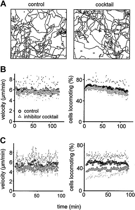 Figure 4. Persisting migration of CD4+ blasts in the presence of protease inhibitors. Migration in 3D collagen (A-B) and multicomponent matrices (C) in the absence or presence of protease inhibitor cocktail. (A) Digitized paths of 40 cells at orthotopic position (2-hour tracking period; 1 representative of 3 independent experiments). (B-C) Steady-state velocity and percentage of migrating CD4+ T cells in collagen (B) and collagen copolymerized with hyaluronan and chondroitin sulfate (C). Data show the means of time-dependent population parameters ± SDs for 3 independent experiments (120 cells).