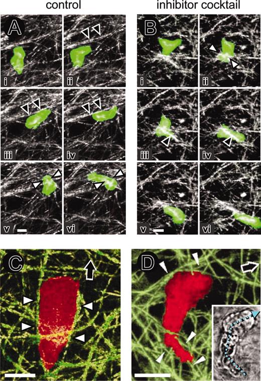 Figure 5. Amoeboid T-cell migration, physical cell-fiber interaction, and contact guidance within 3D collagen matrix in the absence or presence of protease inhibitor cocktail. (A) Untreated and (B) protease inhibitor cocktail–teated calcein-stained T cells. Crawling, alignment along fiber strands (black arrowheads) and formation of constriction rings (white arrowheads). Image sequences (i-vi) represent as a time series 8 (A) and 3 (B) minutes of observation time. (C) T-cell alignment in parallel to matrix fibers (white arrowheads) upon forward migration (black arrow). (D) Change in migration direction. Angle turns along the cellular length axis (cyan arrow, small inset) and physical confinement of the cell body and uropod along guiding collagen fibers (white arrowheads), reflecting the direction change. Bars, 5 μm.