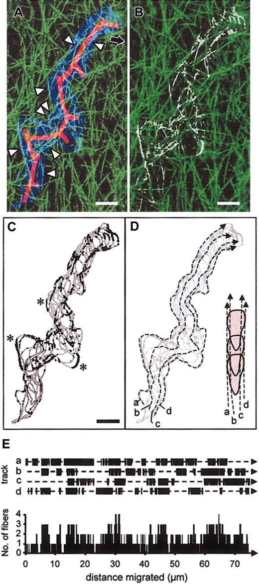 Figure 6. Reconstruction of contact guidance of migrating T cell by collagen fibers. (A) The outline of the cell depicted in Figure 1 was obtained every 24 seconds and superimposed on the 3D reconstructed backscatter signal of the collagen fibers. Cell boundary (blue), 3D collagen matrix (green; 10 μm in depth), and colocalization of cell boundary and individual collagen fibers (cyan, arrowheads). The mean path and pseudopodal extensions are shown by the solid red line. Migration occurred toward the top right corner (black arrow). (B) False color representation of the physics of the transmigrated path (white segments), calculated from pixel colocalization between T-cell boundary and collagen fibers. (C) Extracted cell boundary (gray line) and segments colocalized with collagen fibers (black sections). Asterisks indicate turns guided by outside fiber cues. (D) Definition of 4 virtual tracks along the migration path to approximate 4 major morphological regions of a polarized T cell; for instance, lateral portions of the anterior head (a, d) and posterior cell parts near the uropod (b, c). (E) Calculation of pixel series that represent black segments in (C) for each track along the migration path (E, top graph), resulting in the cumulative number of fibers that were simultaneously aligned along the forward moving cell edge (E, bottom graph). These reconstruction data are representative for more than 5 independent cells reconstructed by dynamic confocal backscatter imaging (compare movies 1-3). Bars, 5 μm.