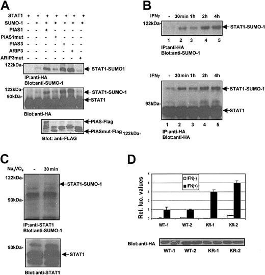 Figure 2. PIAS proteins and activation of STAT1 promote SUMO-1 conjugation. (A) PIAS proteins promote SUMO-1 conjugation to STAT1-WT in vivo. COS-7 cells were transiently transfected with plasmids encoding STAT1-WT-HA (2 μg) and SUMO-1 (0.6 μg) together with Flag-PIAS1 (2.5 μg), Flag-PIAS1mut (1 μg), PIAS3 (4 μg), ARIP3 (4 μg), and ARIP3mut (0.5 μg) as indicated. The plasmid amounts were adjusted to yield similar expression levels. After 36 hours the cells were lysed in Triton X lysis buffer, and STAT1 protein was immunoprecipitated using anti-HA antibody and analyzed by immunoblotting as indicated. PIAS and PIASmut protein levels were analyzed by immunoblotting of 15 μg total cell lysates with anti-Flag antibody. (B) IFN-γ stimulation enhances SUMO-1 conjugation to STAT1. COS-7 cells were transfected with plasmids encoding STAT1-WT-HA (2 μg) and SUMO-1 (1 μg). After 36 hours the cells were serum starved and stimulated with 100 ng/mL human IFN-γ for different time points as indicated. STAT1 was immunoprecipitated and analyzed by immunoblotting. (C) Pervanadate-induced phosphorylation of STAT1 enhances SUMO-1 conjugation. HeLa cells were starved overnight and left unstimulated or stimulated with 50 μM pervanadate for 30 minutes. Total cell lysates were prepared as described in Figure 1A, and STAT1 was immunoprecipitated with anti-STAT1 antibody, and immunoblotting was performed with anti–SUMO-1 or anti-STAT1 antibody. (D) The effect of Lys703Arg mutation on STAT1-mediated gene activation in response to IFN-γ stimulation. U3A clones stably expressing STAT1-WT-HA (U3A-WT1 and U3A-WT2) or STAT1-KR-HA (U3A-KR1 and U3A-HA-KR2) were transiently transfected with SUMO-1 (1 μg), GAS-luc reporter plasmid (0.5 μg), and pCMV-βGal. After 24 hours the cells were starved in 0.5% serum and left unstimulated or stimulated with 10 ng/mL human IFN-γ for 6 hours followed by luciferase measurement. The mean relative luciferase units ± SD from 3 independent experiments are shown. The lower panel shows the STAT1 levels in different clones.