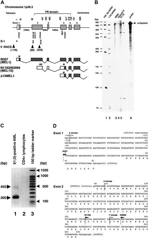 Figure 1. Expression of multiple forms of MEL1 gene products. (A) Schematic representation of the amino-terminus of MEL1, RNase protection, and primer extension mapping with 5′-rapid amplification of cDNA ends (5′-RACE) analysis. Part of the human MEL1 genomic structure is schematically shown as a bar with the predicted domain structure as indicated. The nucleotide and exon numbers, the position of 5 in-frame ATG sites, the Bgl II restriction site, and the PR domain are indicated. From the RNase protection assay (indicated as S-1), 3 transcription initiation sites were identified and are indicated by asterisks, as in panel B. From the primer extension and 5′-RACE (indicated as 5′-RACE), 3 transcription initiation sites with nucleotide numbers were identified (arrowheads). The lower 3 lanes show the 5′ end of cDNA clones (N207, N1163/N2094, and Δ13MEL1, respectively) with exon structures and the position of ATG (indicated as M). (B) RNase protection assay. An antisense MEL1 RNA probe was generated and radiolabeled with T3 RNA polymerase using the Bgl II-linearized plasmid template SK207. The RNA probe was hybridized with 30 μg yeast tRNA (lane 3), or total RNA from Kasumi-3 with t(3;7)(q26;q22) (lane 4), or t(1;3)(p36;q21)-positive leukemia cells (lane 5). The positions of major protected fragments or undigested probes (lane 6) are marked with stars and arrows, respectively. Lanes 1 and 2 are 100-bp and 1-kb ladder markers, respectively, and the numbers of base pairs are given as bp. (C) Detection of cDNA products by primer extension and 5′-RACE of MEL1. Two major bands, 450 and 200 bp, are shown in cDNA from poly(A)+ RNA from t(1;3)(p36;q21)-positive AML cells (lane 1), but no cDNA was amplified from control CD4+ lymphocytes (lane 2). The 100-bp ladder markers are presented in lane 3. (D) Nucleotide sequences of exons 1 and 2 with 5′ end of the MEL1 cDNA clones. Black flags indicate the 5′ end of 3 cDNA clones (N207, N1163, and N2094). White flags indicate the 5′ end of 5′-RACE cDNAs, including 5 clones from nt –176, 3 clones from nt 90, and 7 clones from nt 333.