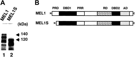 Figure 2. Structure of human MEL1 and the 2 gene products. (A) In vitro transcription and translation products of MEL1 and MEL1S. MEL1 and MEL1S cDNAs were transcribed and translated using an in vitro transcription and translation system with rabbit reticulocyte lysates. The products were fractionated on 10% SDS–polyacrylamide gel by electrophoresis. Molecular weights are given in kilodaltons. (B) Comparison of the predicted domain structures between MEL1 and MEL1S. PRD indicates PR domain; DBD1, DNA-binding domain 1; PRR, proline-rich domain; RD, repressor domain; DBD2, DNA-binding domain 2; AD, acidic domain.