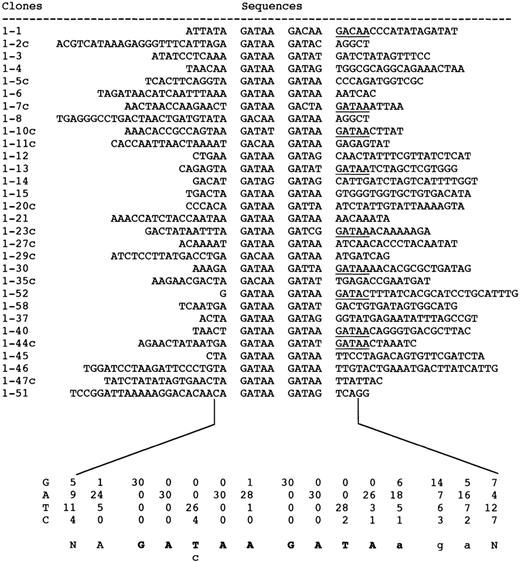 Figure 4. Aligned nucleotide sequences of PCR clones selected with MEL1-DNA binding domain 1. Positions of the consensus sequence in each clone are in the middle of the sequence with a blank on each side. The numbers under the sequence represent numbers of each nucleotide at each position in the aligned sequences. The consensus sequence is shown at the bottom of the numbers.