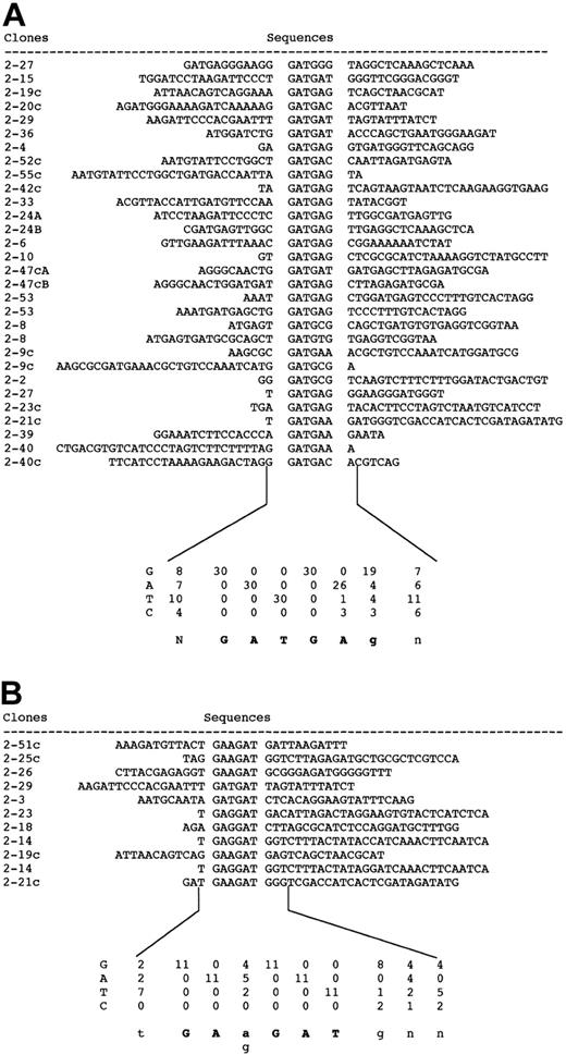 Figure 5. Aligned nucleotide sequences of PCR clones selected with MEL1-DNA binding domain 2. Clones that contained D2-CONS are divided into 2 groups. Group A showed the consensus sequence GATGAg and group B showed GAa/gGAT.