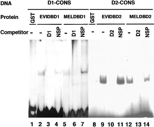 Figure 6. DNA-binding activities of GST-fused DNA-binding domain 1 and 2 of MEL1 against DNA-binding consensus sequences. DNA-binding activities of each GST fusion protein were detected by electrophoretic mobility shift assay (EMSA). End-labeled consensus sequences of DNA-binding domain 1 (D1-CONS) and DNA-binding domain 2 (D2-CONS) were used for EMSA; 100 ng of each purified GST fusion protein was incubated with 32P-labeled D1- or D2-CONS oligonucleotides. 32P-labeled D1-CONS was incubated with control GST (lane 1), EVI1DBD1 (lane 2), or MEL1DBD1 (lane 5) and 32P-labeled D2-CONS was incubated with control GST (lane 8), EVI1DBD2 (lane 9), or MEL1DBD2 (lane 12). For the competition assay, a 100-times higher concentration of double-stranded D1-CONS (D1; lanes 3 and 6) or D2-CONS (D2; lanes 10 and 13) or else the same amount of double-stranded random oligonucleotides (NSP; lanes 4, 7, 11, and 14) was incubated in each reaction.