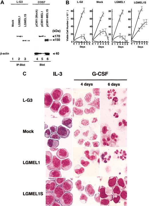 Figure 8. Forced expression of MEL1S blocks G-CSF–induced granulocytic differentiation. (A) Expression of MEL1 and MEL1S in retroviral infected L-G3 cell lines. Cell extracts from L-G3 cells with retrovirus containing Flag-tagged MEL1 or MEL1S were immunoprecipitated using anti-Flag M2 affinity gel followed by immunoblotting as described in “Materials and methods” (IP-Blot). Also, the extracts from COS7 cells with each CMV expression vector were used as controls for the immunoblotting analysis (Blot). Lanes 1, 2, and 3 represent L-G3 cells infected with a mock retrovirus (pLXSN), FLAG-tagged MEL1, or MEL1S, respectively. Lanes 4, 5, and 6 indicate control COS7 cells transfected with a mock vector (pCMV, lane 4), pCMV-MEL1 (lane 5), or pCMV-MEL1S (lane 6). As an internal control for immunoblot, a 40-kDa band of β-actin was shown at the bottom (lanes 4-6). Molecular weights are given in kilodaltons. (B) Growth curve of L-G3 cells infected by retrovirus with MEL1 or MEL1S. The indicated cells in the figures were subcloned by G418 selection after infection with the retrovirus containing FLAG-tagged MEL1 (LGMEL1 in the figure) or MEL1S (LGMEL1S). The mock construct (Mock) was used as a vector control. L-G3 cells (L-G3) were derived from parental cells as a control. Viable cells were counted by the trypan blue exclusion method at each time point. ○ or • indicates the culture conditions using medium with or without IL-3, respectively, and ▵ indicates medium with G-CSF. The error bars represent the standard deviations of 3 independent experiments. (C) Parental and infected L-G3 cells at IL-3, 4 or 6 days after the addition of G-CSF. The cells were stained with May-Grünwald-Giemsa solution. The parental L-G3, mock, and LGMEL1 cells show a change in the nuclear-cytoplasmic ratio and nuclear indentations signifying differentiation in response to G-CSF. In comparison, LGMEL1S cells expanded in the presence of G-CSF with an immature nuclear morphology. Original magnification, × 100.