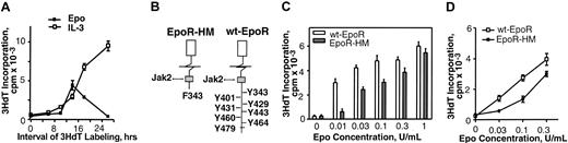 Figure 1. EpoR-HM is attenuated in its ability to support Epo concentration-dependent 3HdT incorporation in bone marrow–derived EPCs. (A) Marrow cell preparations were cultured in HCEM in the presence (or absence) of either Epo (0.2 U/mL) or IL-3 (10 ng/mL). At the indicated intervals, rates of cytokine-dependent proliferation were assayed based on stimulated rates of 3HdT incorporation. (mean incorporation rates ± SD, n = 3). (B) Diagrammed are EpoR-HM and wt-EpoR forms together with box1-associated JAK2 kinase and cytoplasmic phosphotyrosine sites within the wt-EpoR. (C) Marrow preparations from EpoR-HM or wt-EpoR control mice were cultured in the presence of Epo at the indexed concentrations. At 14 hours of culture, rates of Epo-dependent 3HdT incorporation were determined. Mean incorporation values (± SD) for 3 wt-EpoR and 3 EpoR-HM mice are shown. (D) To confirm apparent differences in Epo-dependent 3HdT incorporation as supported by EpoR-HM versus wt-EpoR, EPCs from EpoR-HM and control mice also were expended in the presence of dexamethasone, SCF, and Epo for 65 hours and were then tested for Epo responsiveness. Values are means ± SD of triplicate samples for 2 wt-EpoR and EpoR-HM mice (and outcomes are representative of 2 independent repeated experiments).